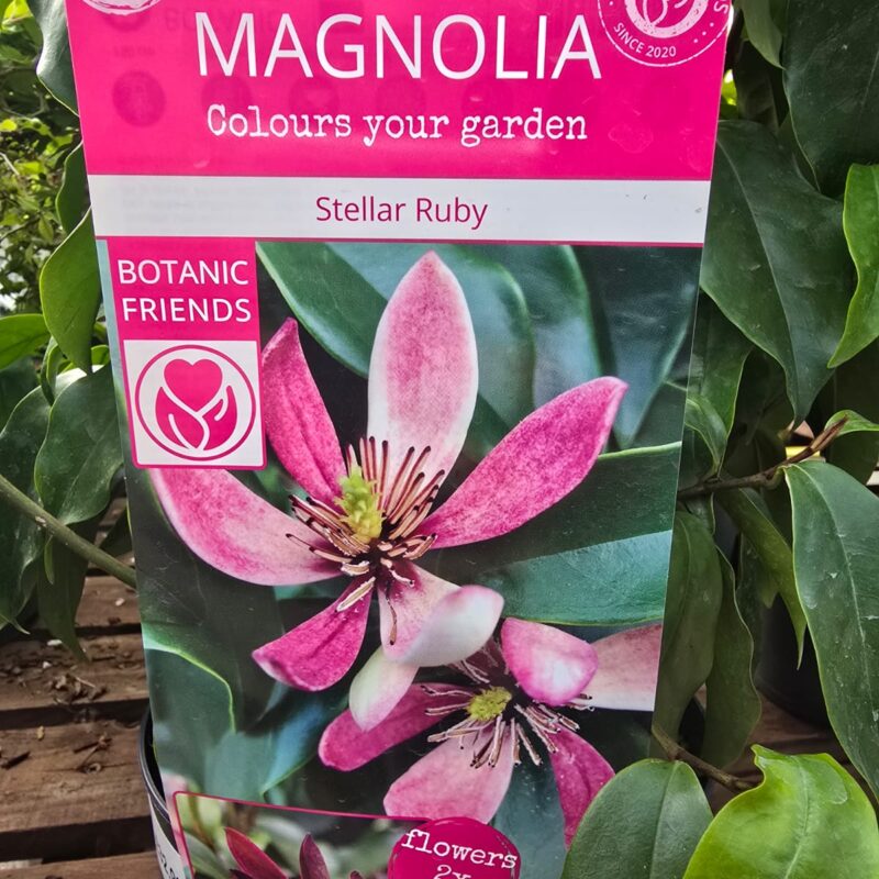Magnolia Stella Ruby 3ltr £32.99