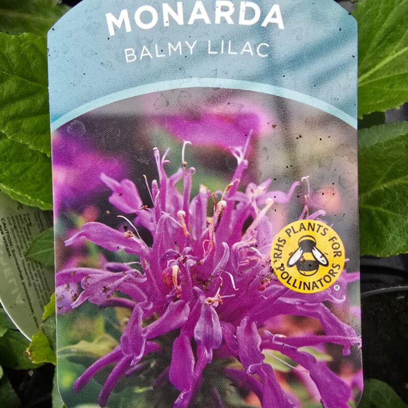 Monarda balmy lilac 2ltr £9.99