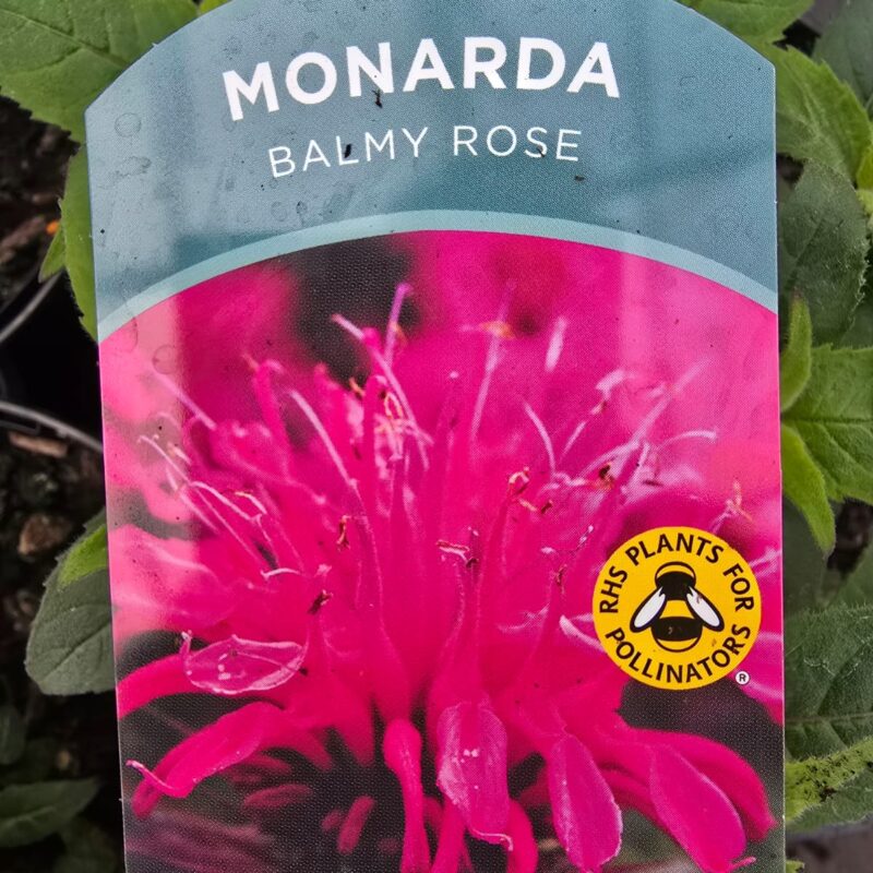 Monarda balmy rose 2ltr £9.99