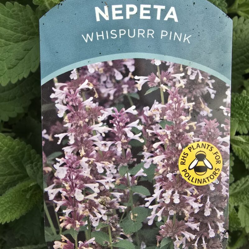 Nepeta whispurr pink 2ltr £9.99