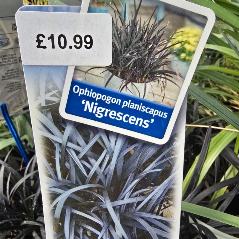 Ophiopogon nigrescens 3ltr £13.99