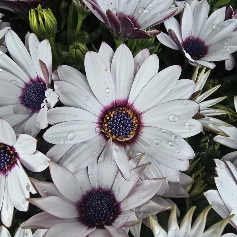 osteospermum white 10cm £3.49
