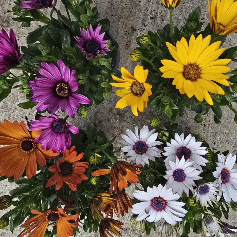 Osteospermum x 4 for £12
