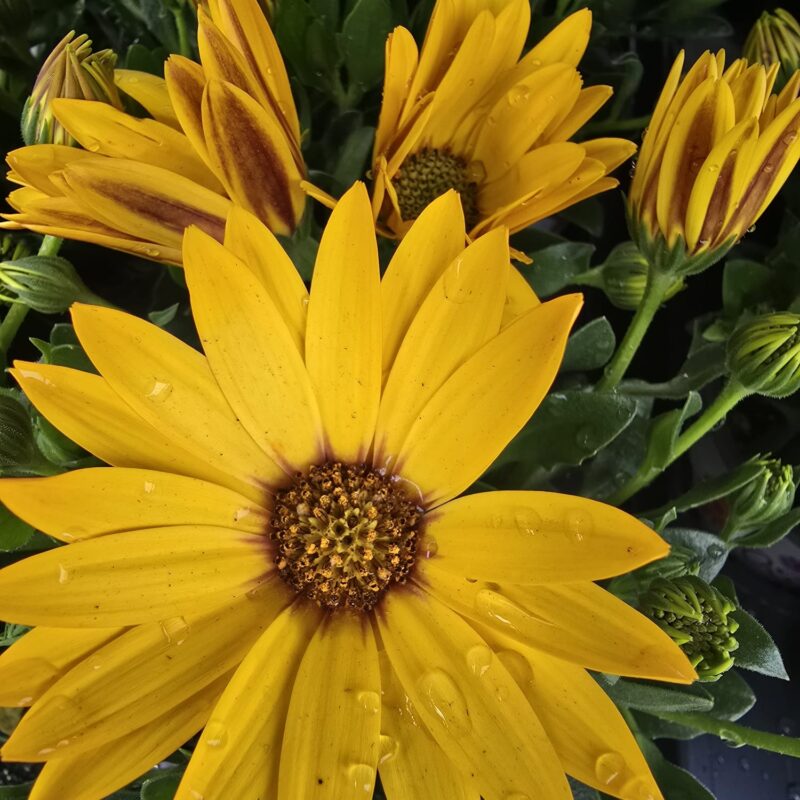 Osteospermum yellow 10cm £3.49