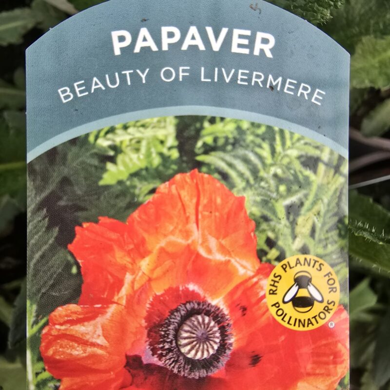 Papaver beauty of livermere 2ltr £9.99