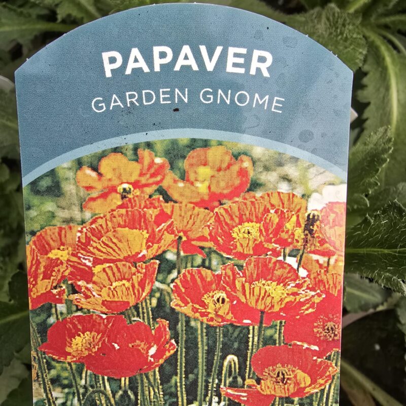 Papaver garden gnome 2ltr £9.99
