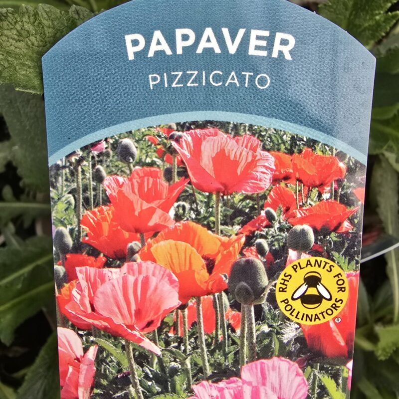 Papaver pizzicato 2ltr £9.99