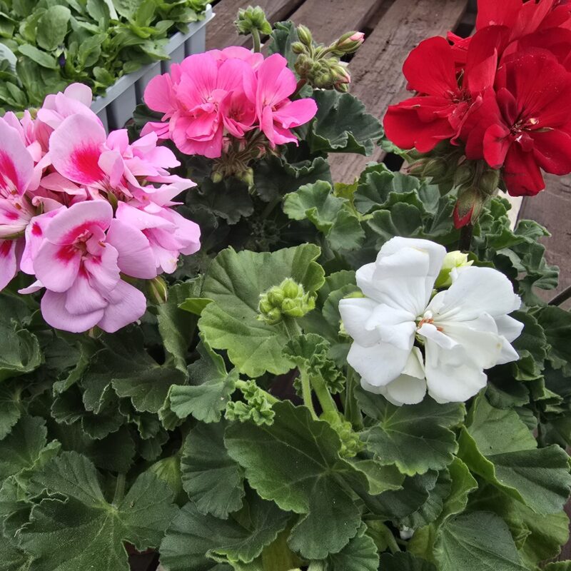 Pelargonium geranium x 4 for £12