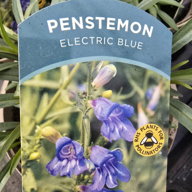 Penstemon electric blue wltr £9.99