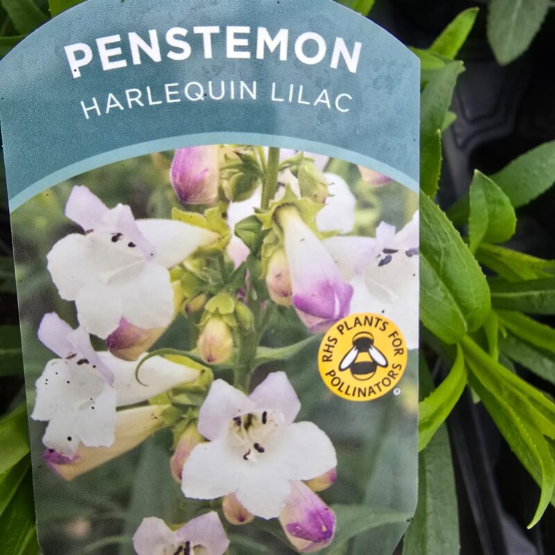 Penstemon harlequin lilac 2ltr £9.99