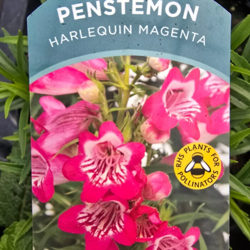 Penstemon harlequin magenta 2ltr £9.99