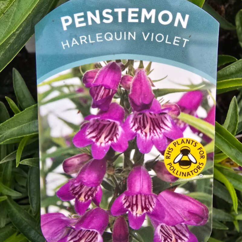 Penstemon harlequin violet 2ltr £9.99