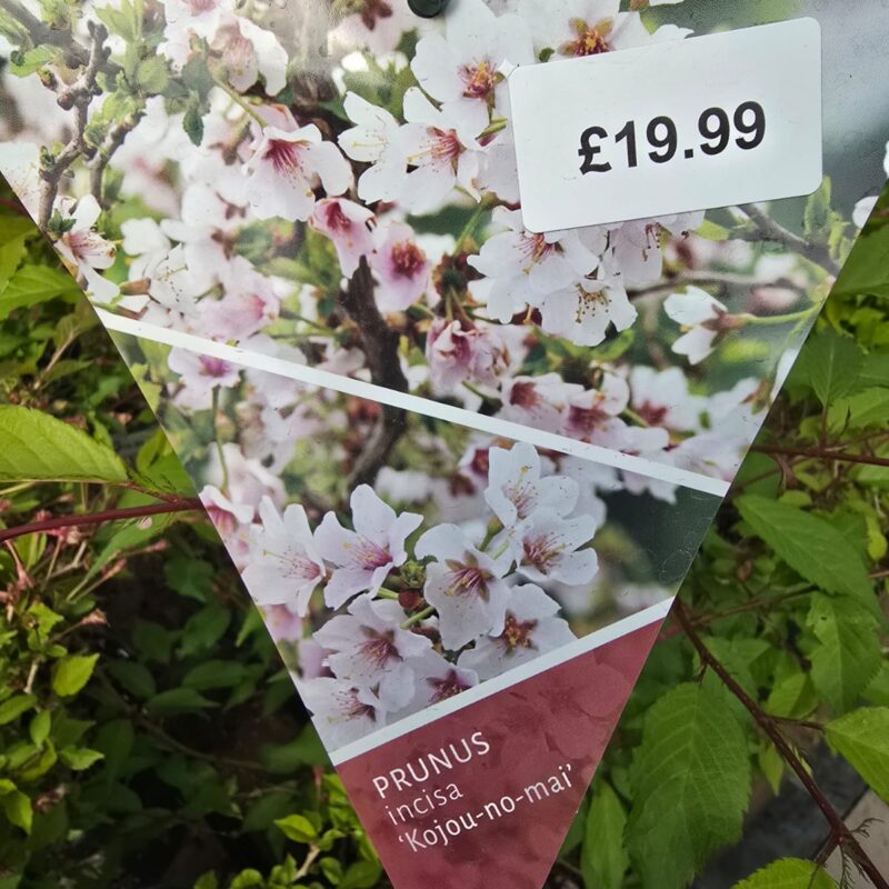 Prunus kojo no mai 4ltr £14.99