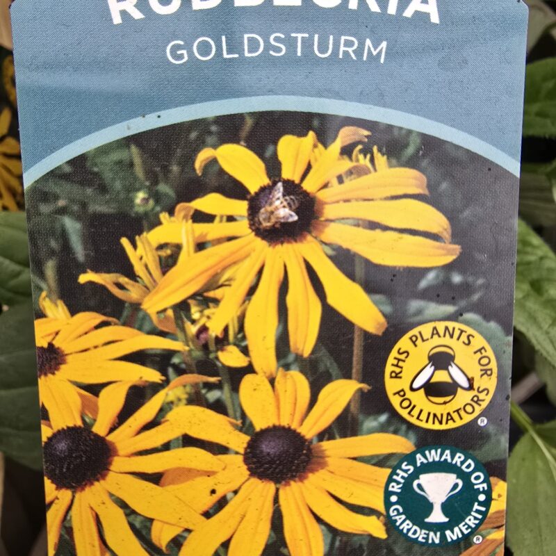 Rudbeckia goldstrum 2ltr £9.99