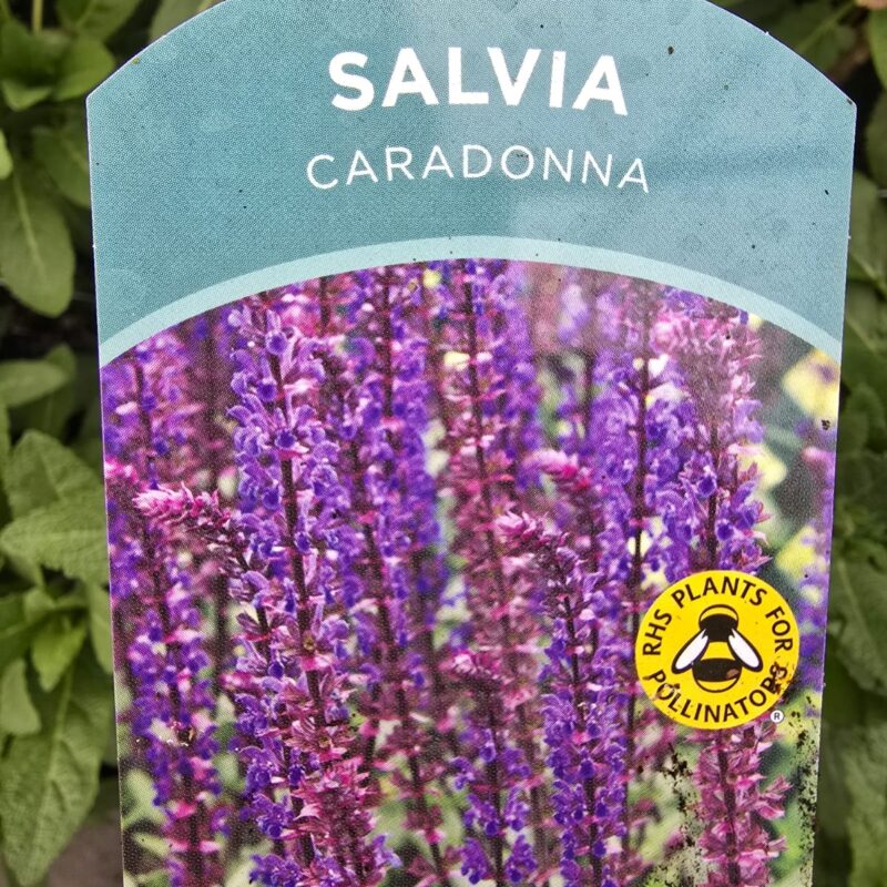 Salvia caradonna 2ltr £7.99