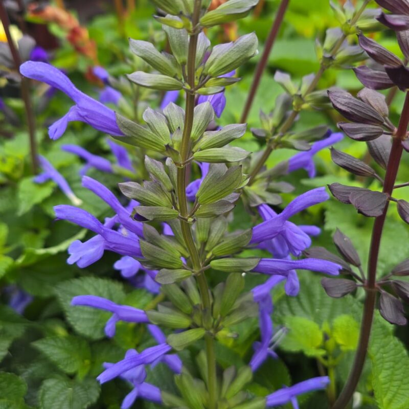 Salvia salgoon blue 2ltr £16.99