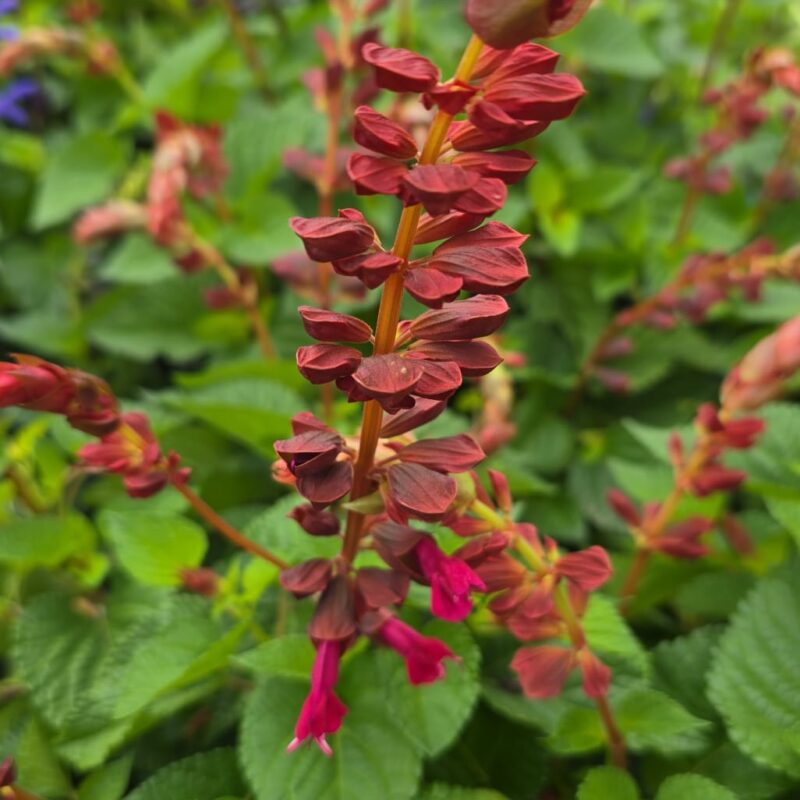 Salvia salgoon red 2ltr £16.99