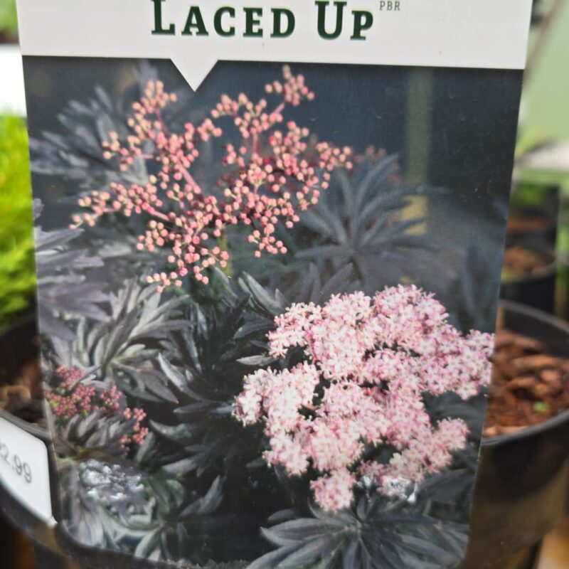 Sambucus-nigra-laced-up-22.99