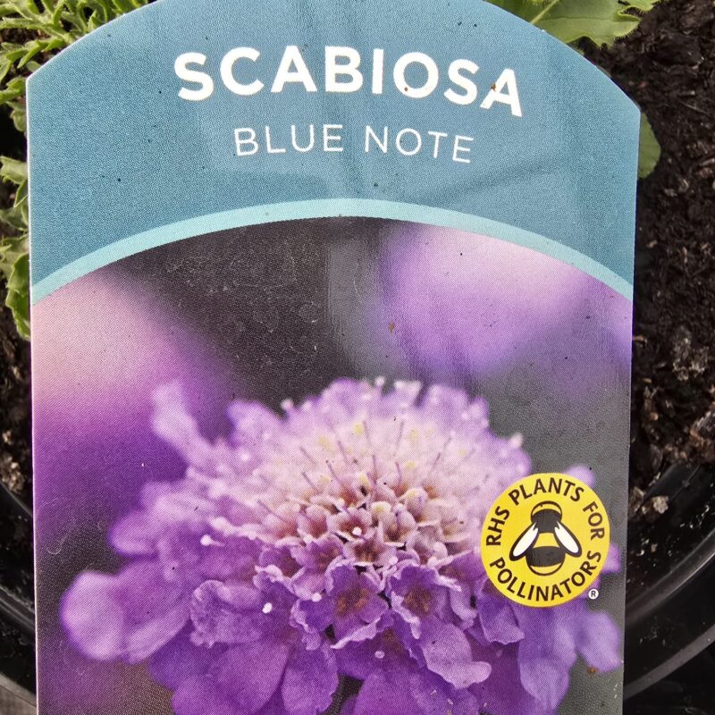 Scabosia blue note 2ltr £9.99