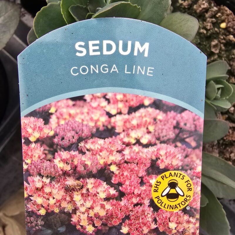 Sedum conga line 2ltr £9.99