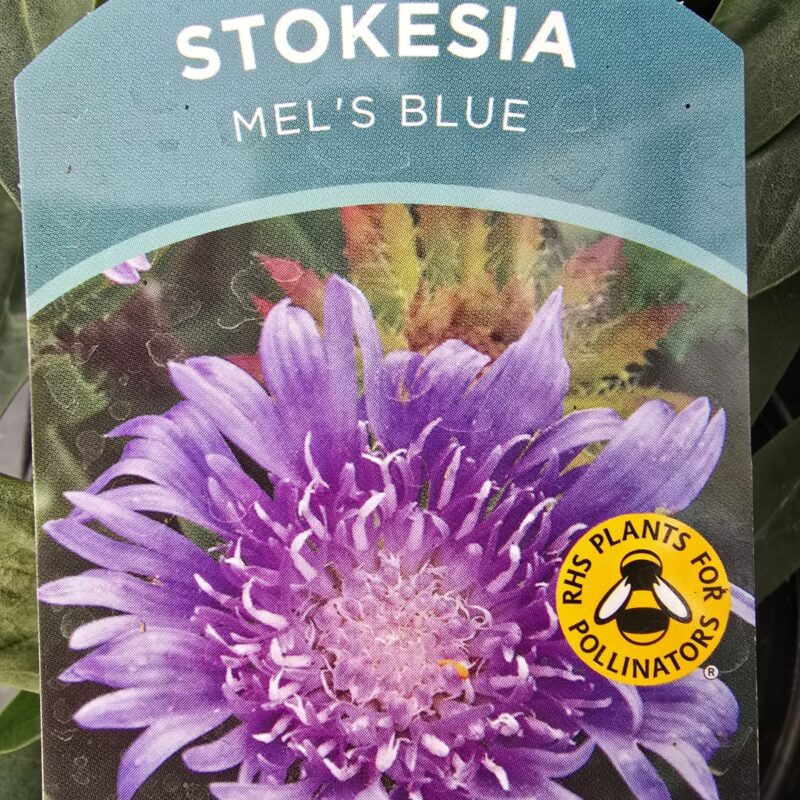 Stokesia mels blue 2ltr £9.99