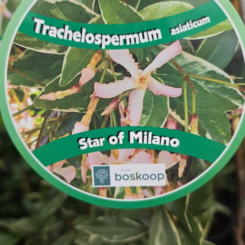 Trachelospermum-star-of-milano-2ft-20.99