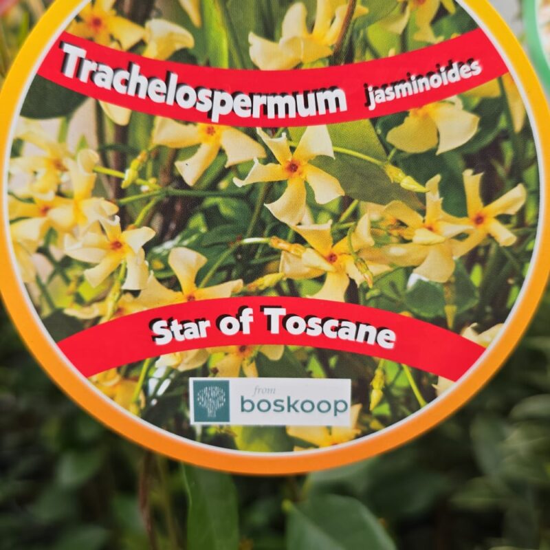 Trachelospermum-star-of-toscane-2ft-20.99