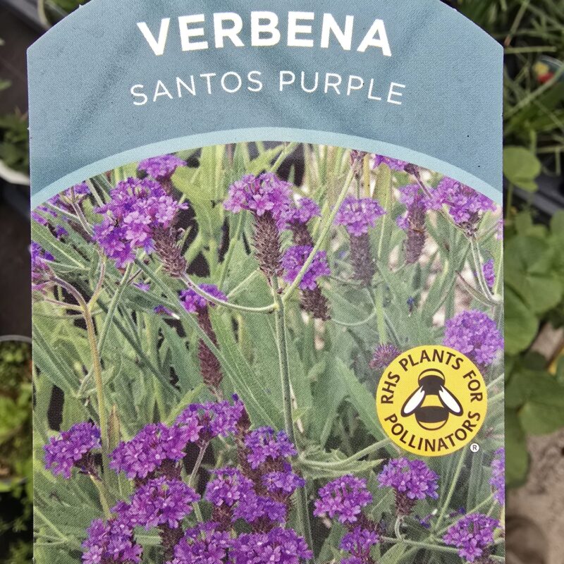 Verbena Santos purple 2ltr £9.99