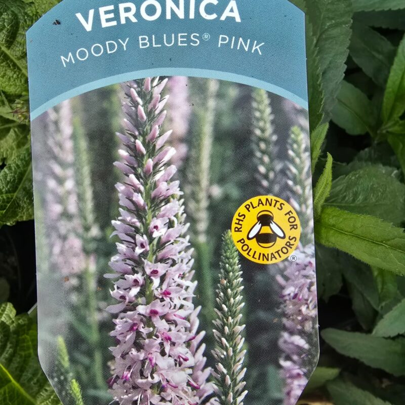 Veronica moody blues pink 2ltr £9.99