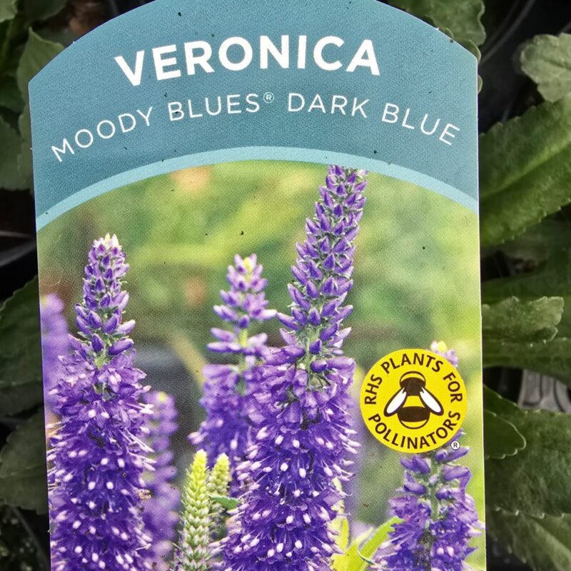 Veronica moody dark blue 2ltr £9.99