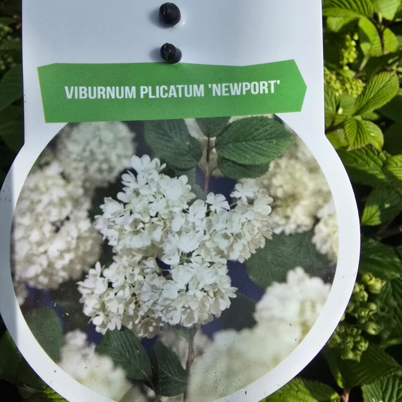 Viburnum plicatum Newport 4ltr £18.99
