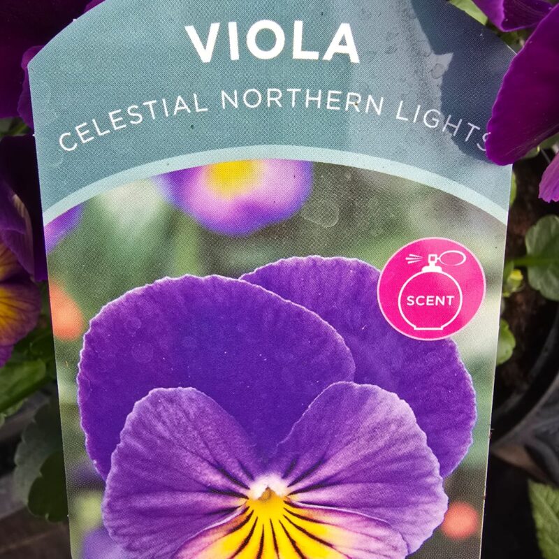 Viola northern lights 2ltr £9.99