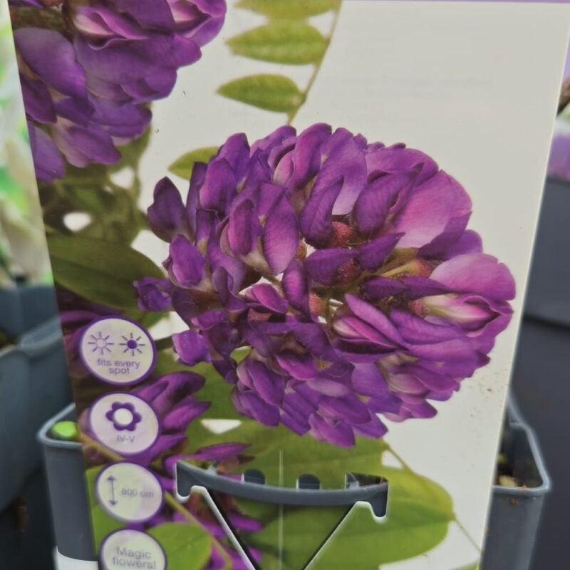 Wisteria-Longwood-purple-2ltr-22.99