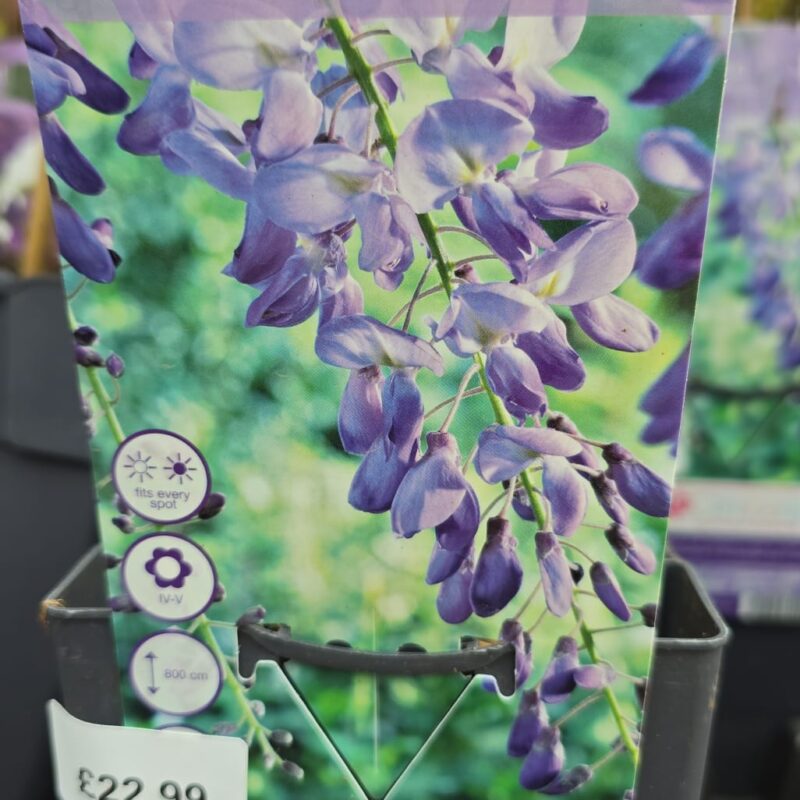 Wisteria-sinensis-prolific-2ltr-22.99