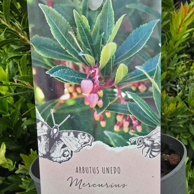 Arbutus unedo pink 2ltr