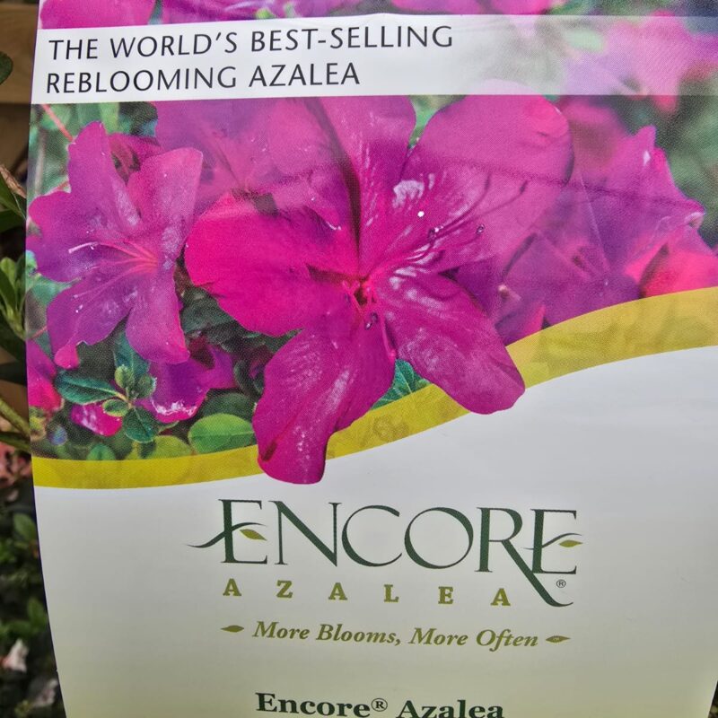 Azalea autumn prince 3ltr £16.99