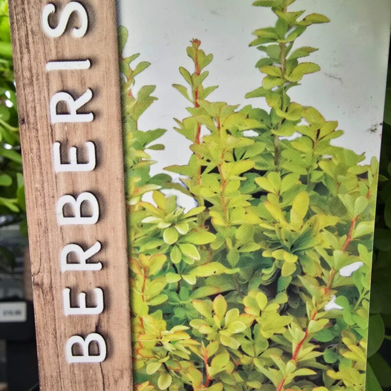 Berberis Maria 2ltr £10.99