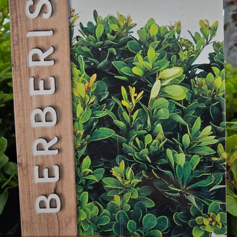 Berberis kobold 2ltr £10.99