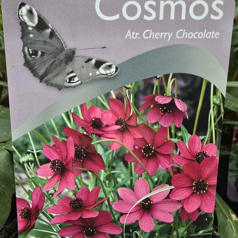Cosmos cherry chocolate 2ltr £9.99