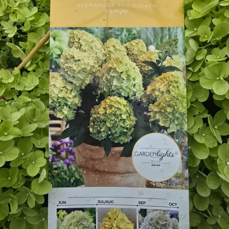 Hydrangea paniculata garden lights 4ltr £29.99