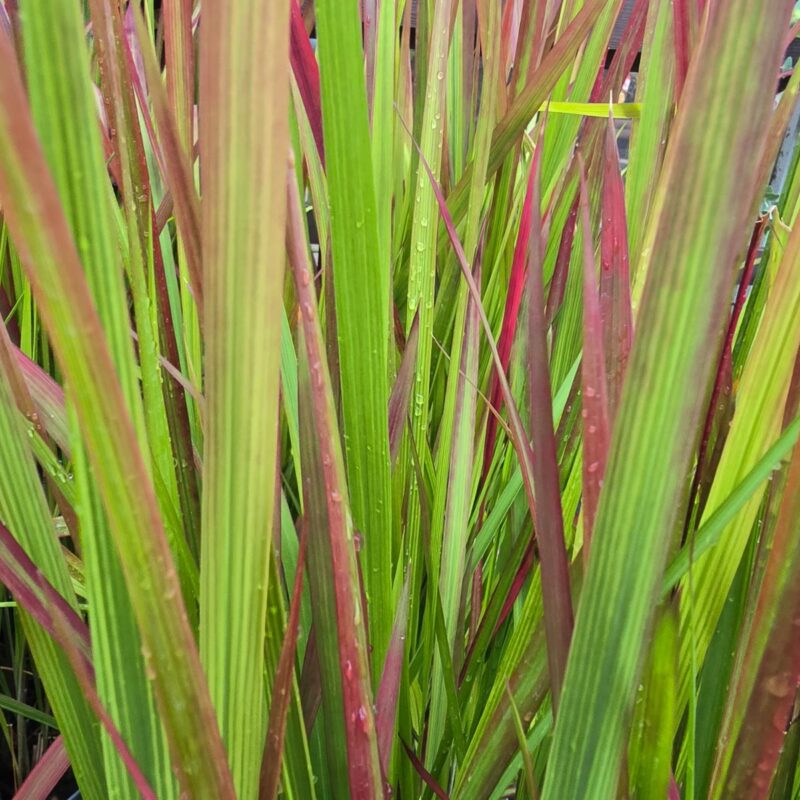 Imperata red barron 3ltr £19.99