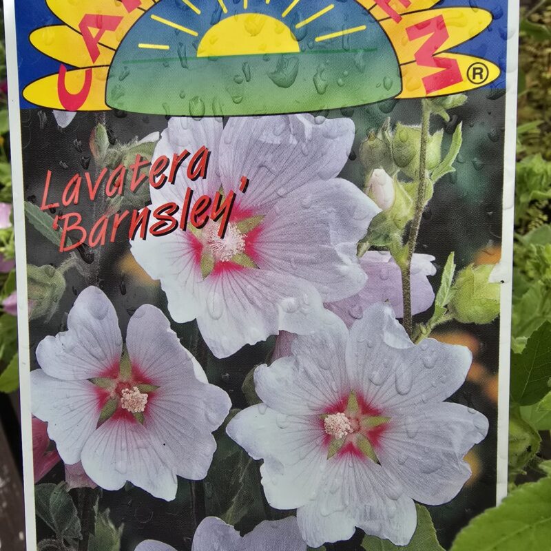 Lavatera barnsley 1.5ltr £9.99