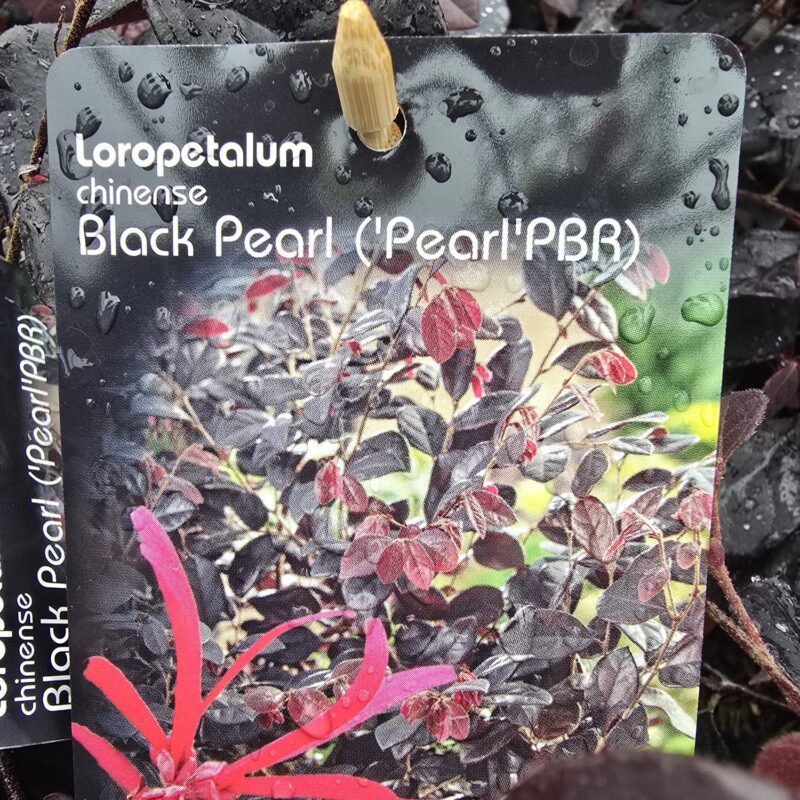 Lorapetalum black pearl 2ltr £19.99