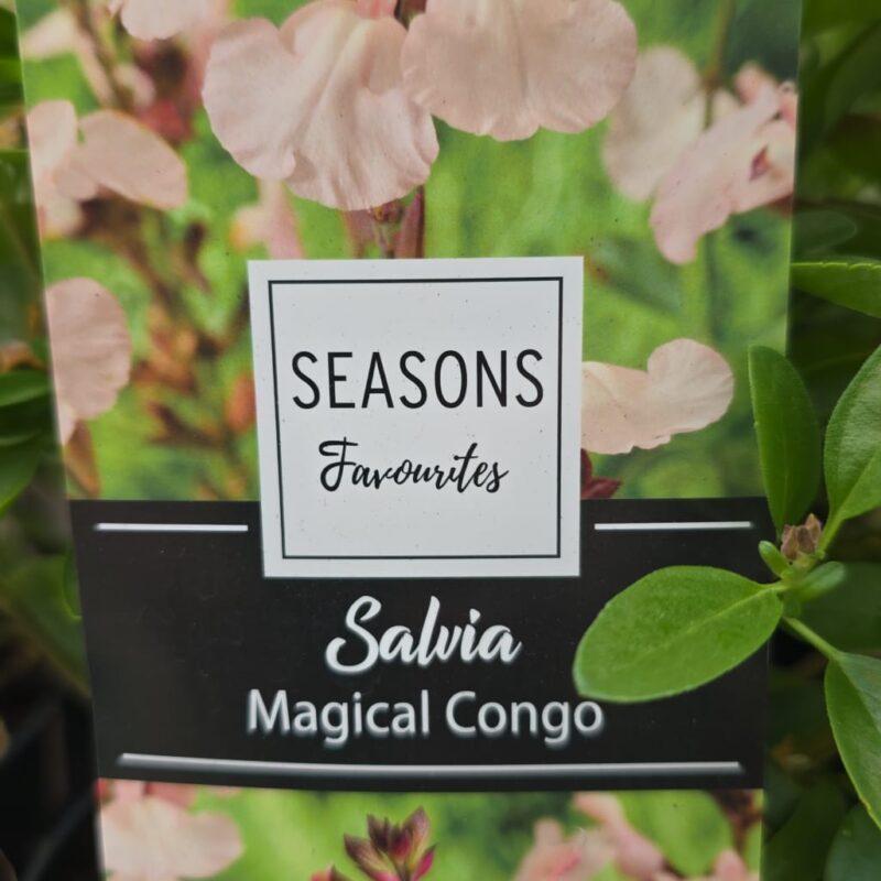 Salvia magical Congo 2 ltr £11.99