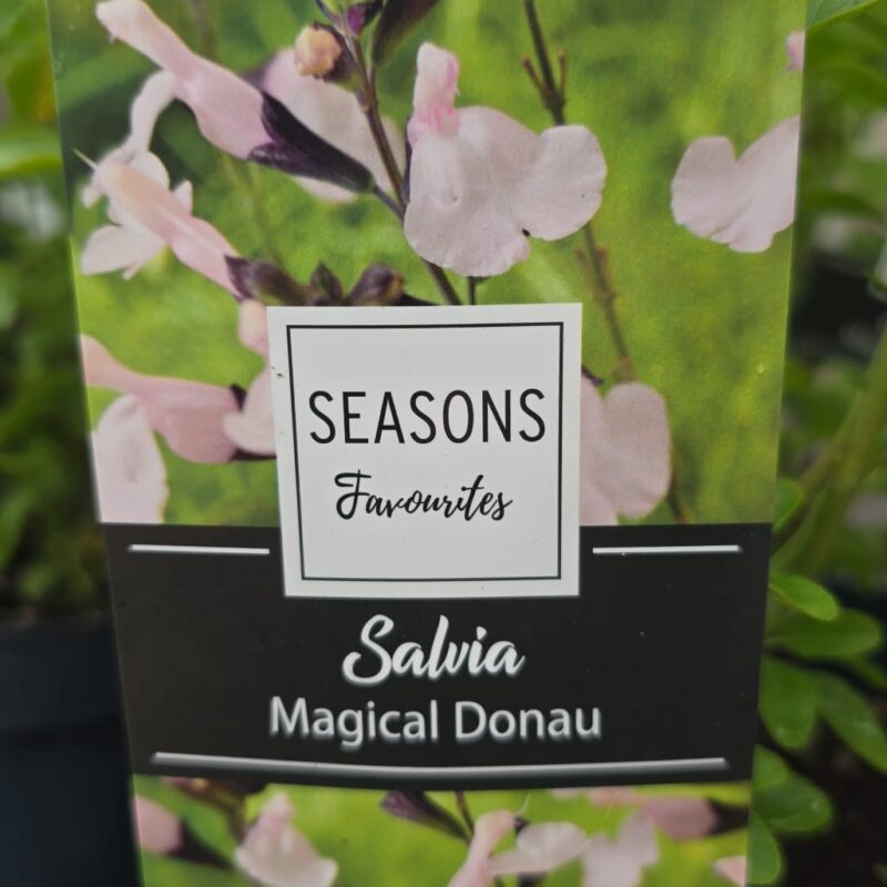 Salvia magical donau 2ltr £11.99