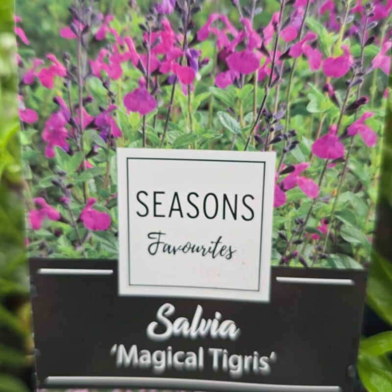 Salvia magical Tigris 2ltr £11.99
