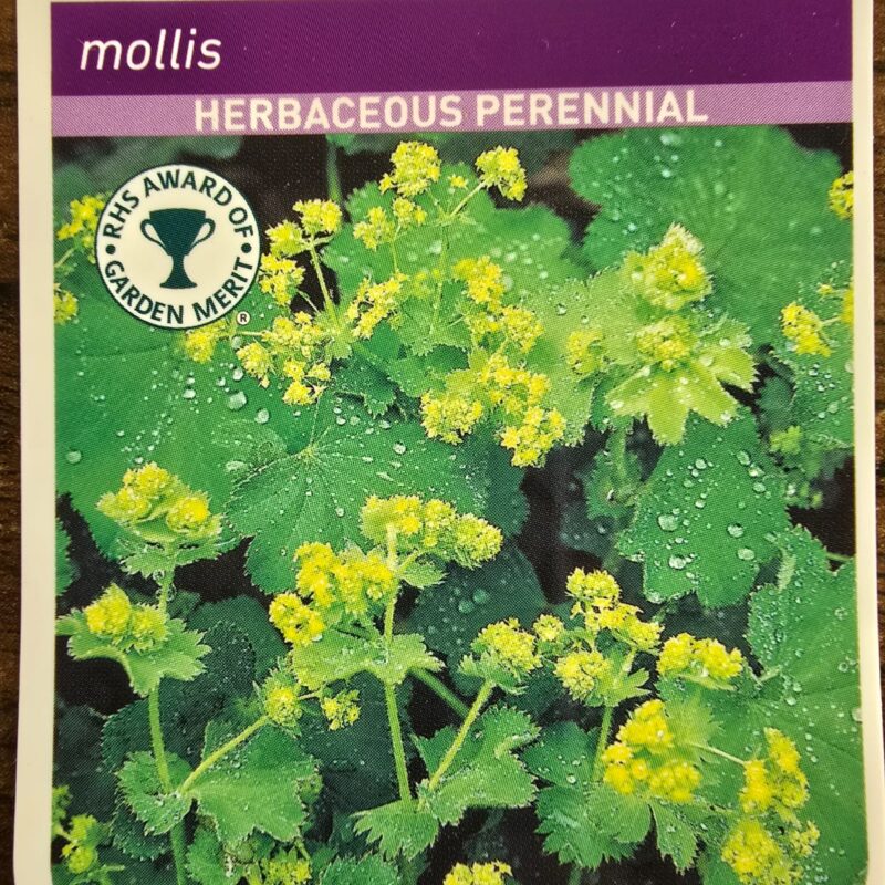Alchemilla mollis 2ltr 7.99