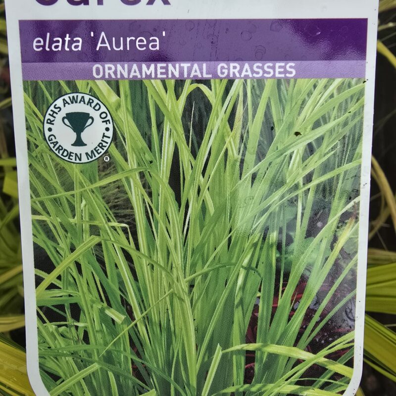 Carex aurea 2ltr 7.99