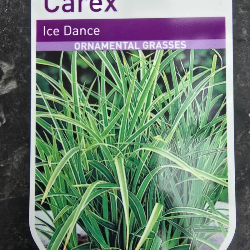 Carex evergold 2ltr 7.99
