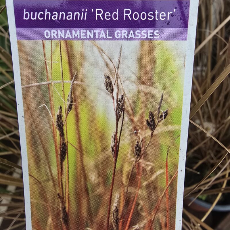 Carex red rooster 2ltr 7.99